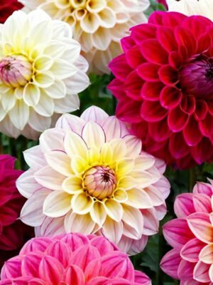 Dahlia