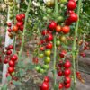 Cherry Tomatoes