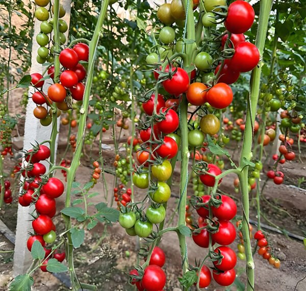 Cherry Tomatoes