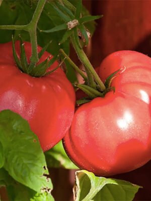 Tomato