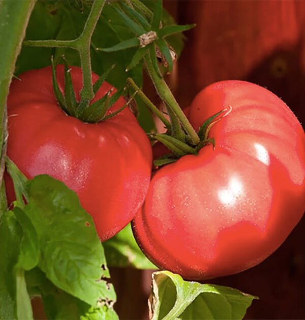 Tomato