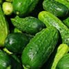 Cucumber