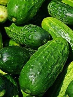 Cucumber