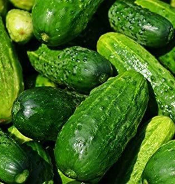 Cucumber