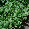 Spinach