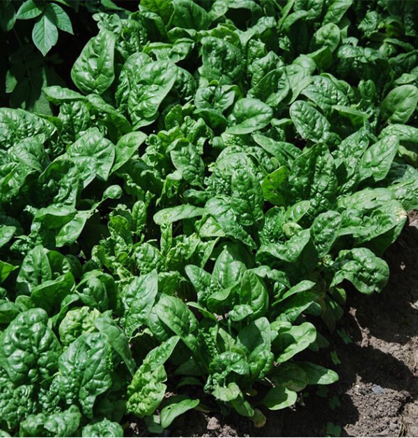 Spinach