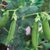 Pea
