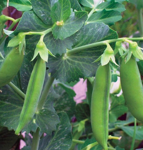 Pea