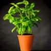 Basil