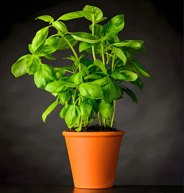 Basil