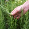 Rosemary