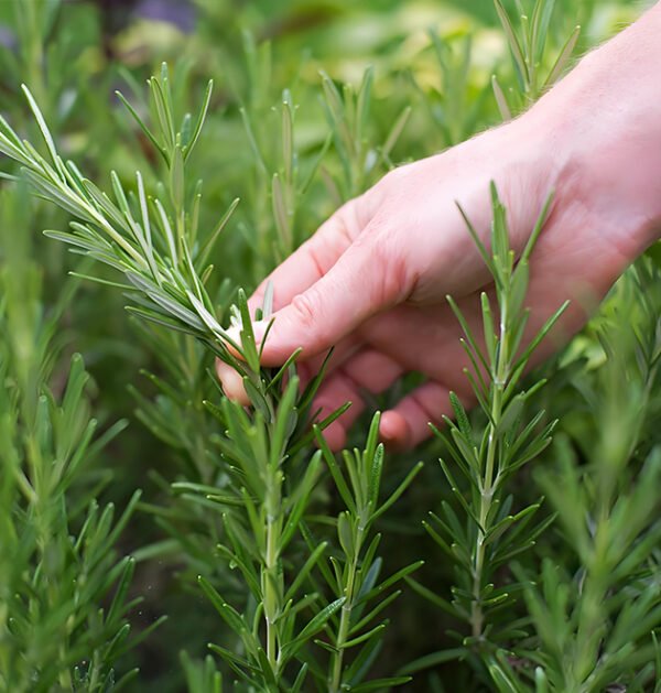 Rosemary
