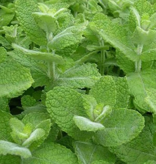 Mint