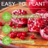 Pomegranate