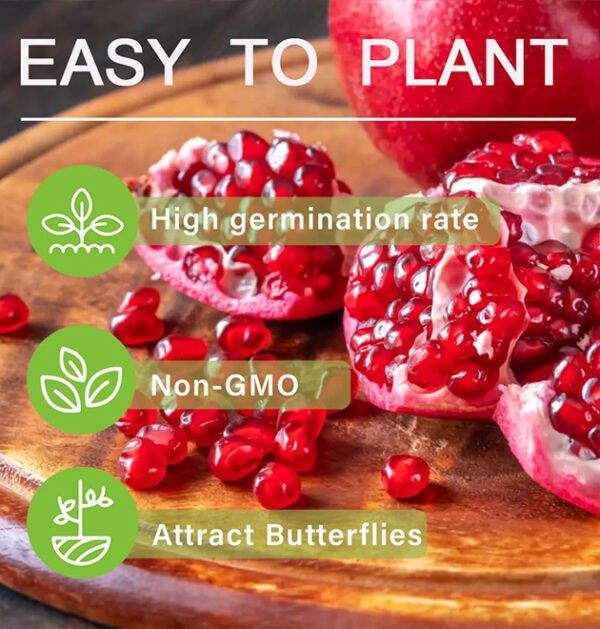 Pomegranate