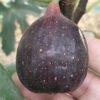 Fig