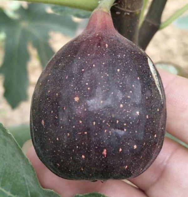 Fig