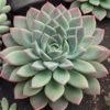Succulent