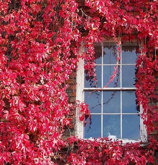 Ivy