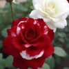 Red Rose
