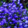 Thyme