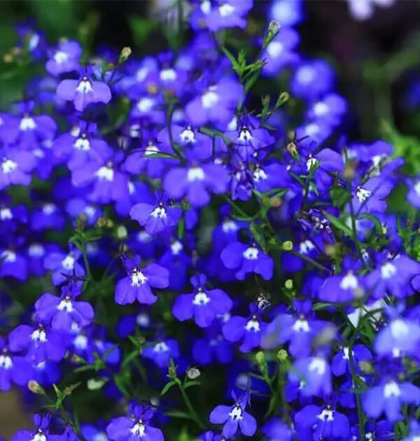 Thyme