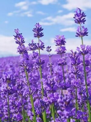Lavender