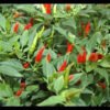 Chili
