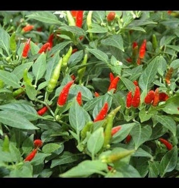 Chili