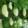 Momordica Charantia