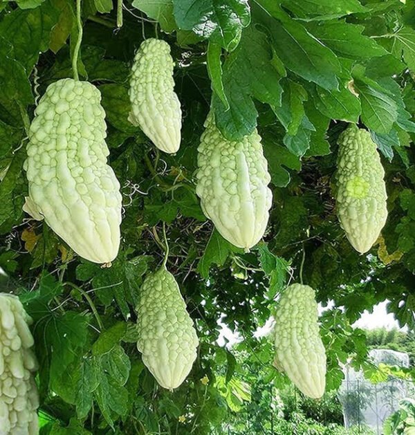 Momordica Charantia