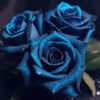 Blue Rose