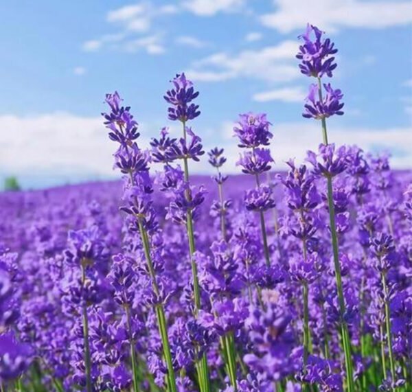 Lavender
