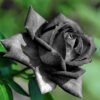 Black Rose