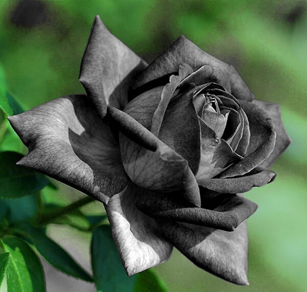 Black Rose