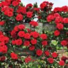 Climbing Mixed Color Rose