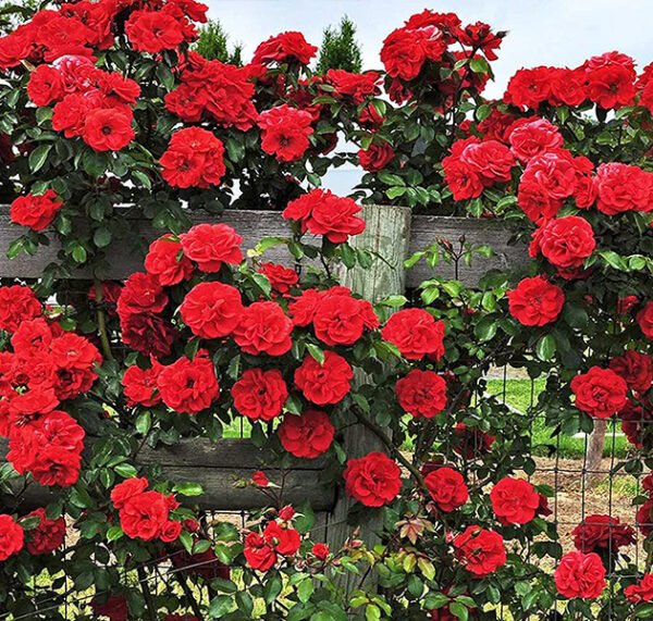 Climbing Mixed Color Rose