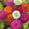 Zinnias