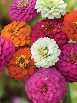 Zinnias