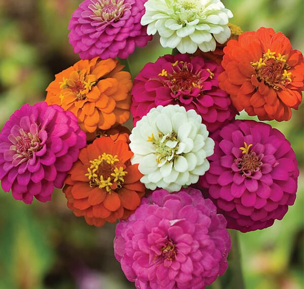 Zinnias