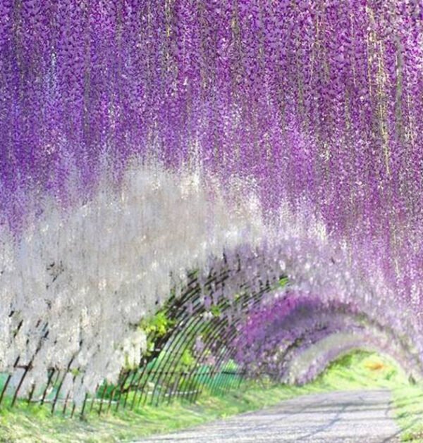Wisteria