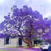 Jacaranda Tree