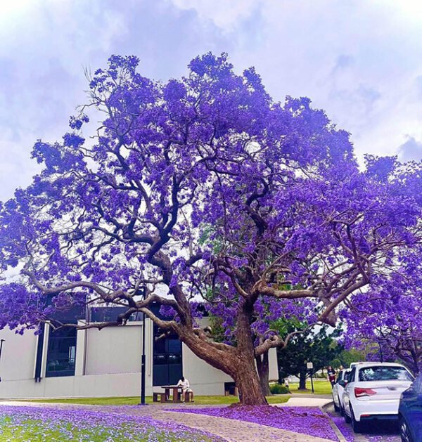 Jacaranda Tree