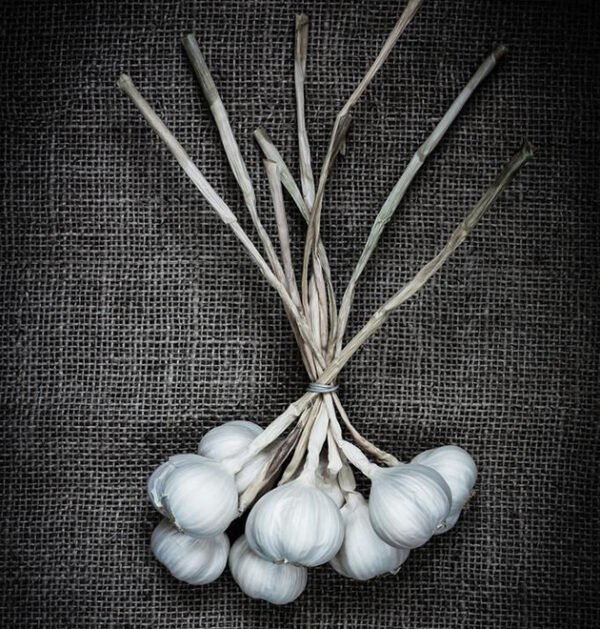 Garlic