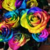 Multicolor Roses