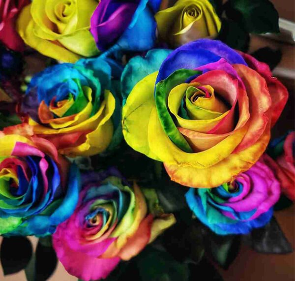 Multicolor Roses