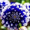 Dahlia