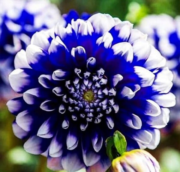 Dahlia