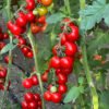 Cherry Tomatoes