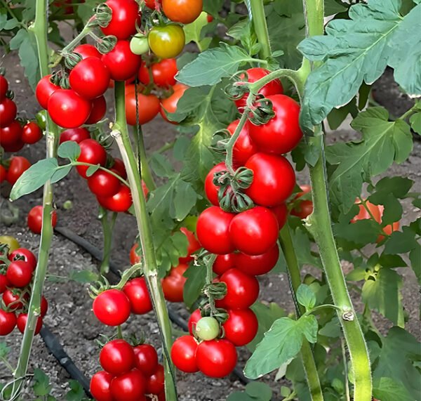 Cherry Tomatoes